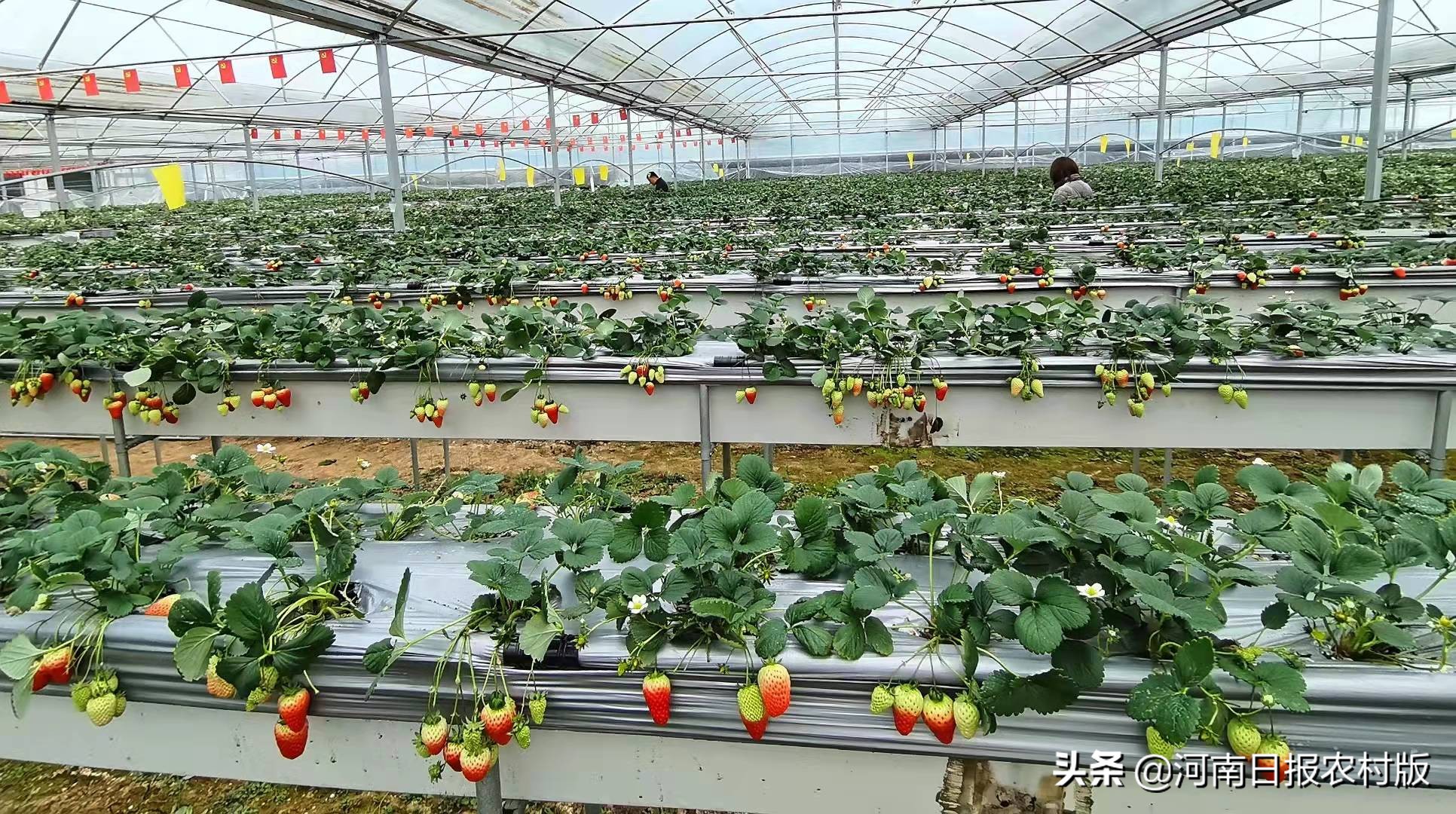 博浪大地再生金农业农村现代化的“原阳实践”