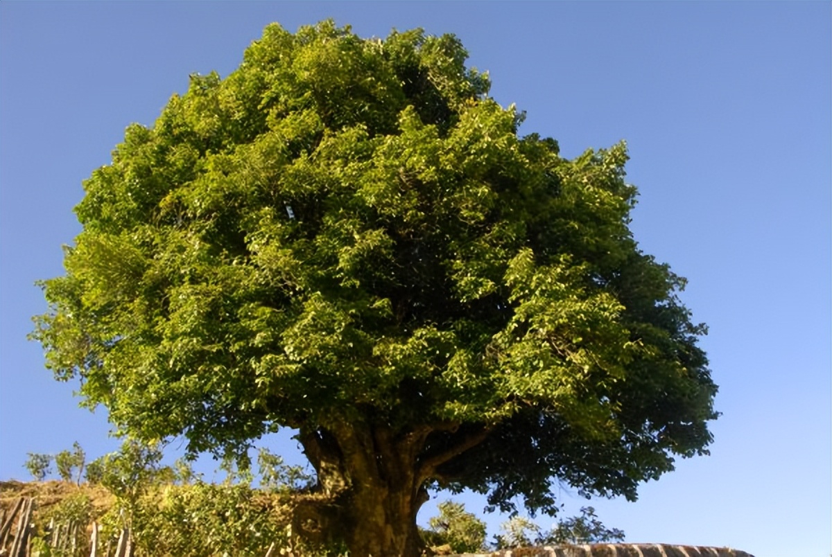 凤庆滇红自然条件,凤庆滇红茶叶之乡简介