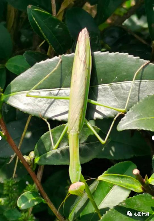 桂林唐世荣:我从农化种植转向生态有机种植,爬过的那些“坑”