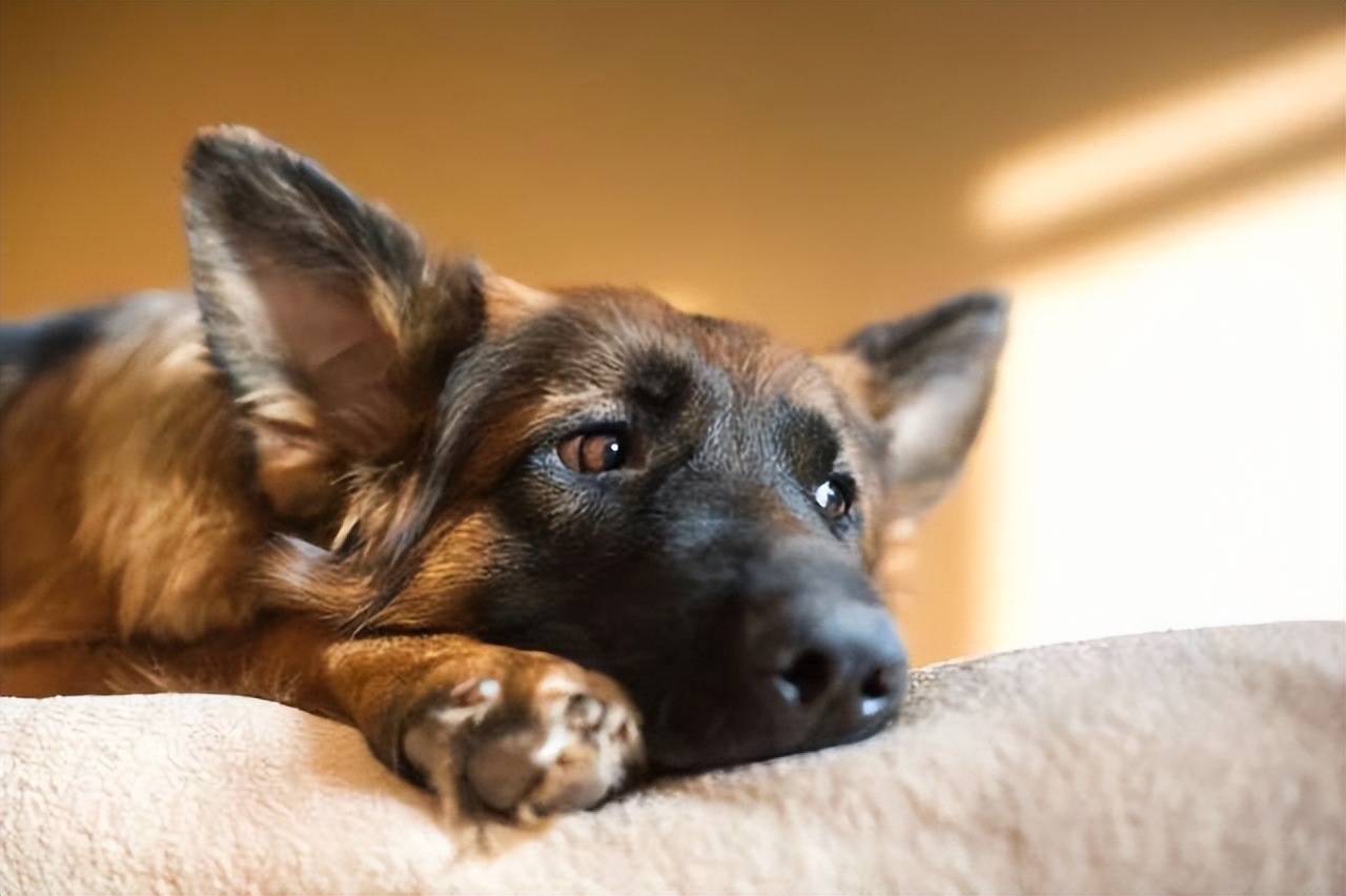 狗狗禁养注意事项,科学养宠纠正狗狗护食的小妙招