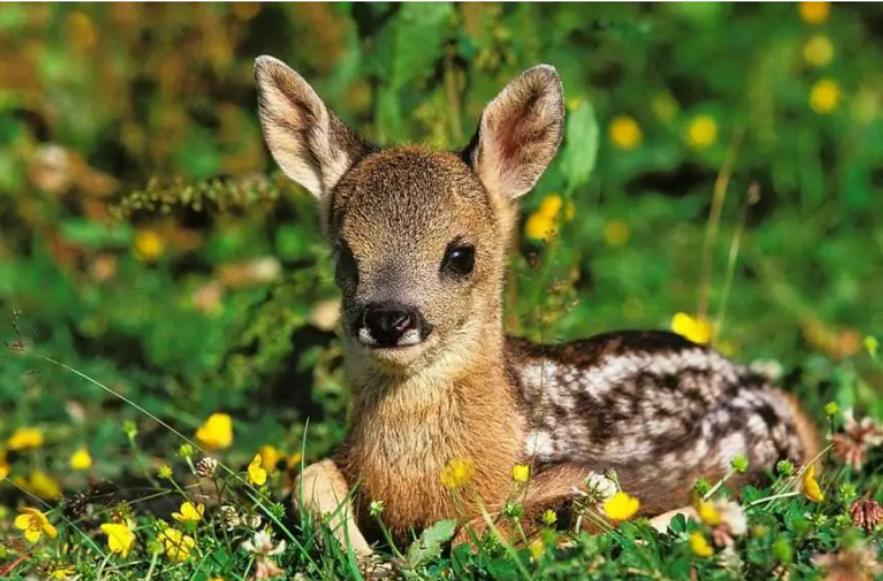 为什么说傻狍子是东北第一大神兽,中国第一神兽傻狍子到底有多傻