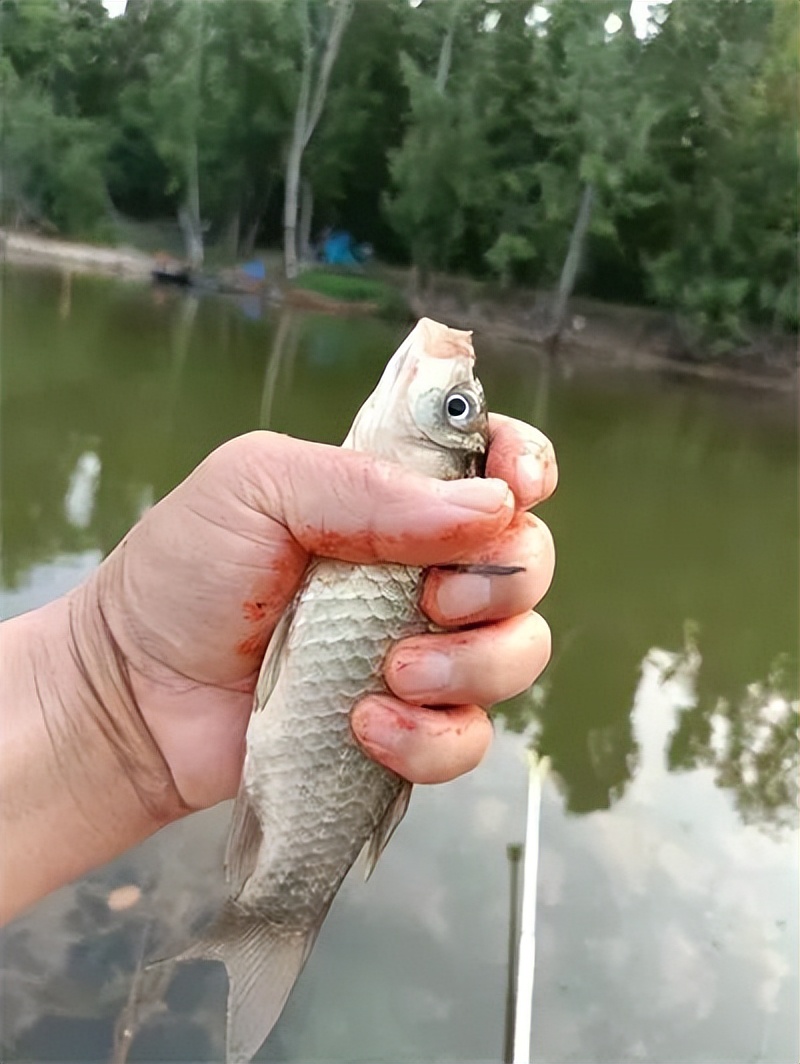 果香鲫加今晚吃鱼又爆护