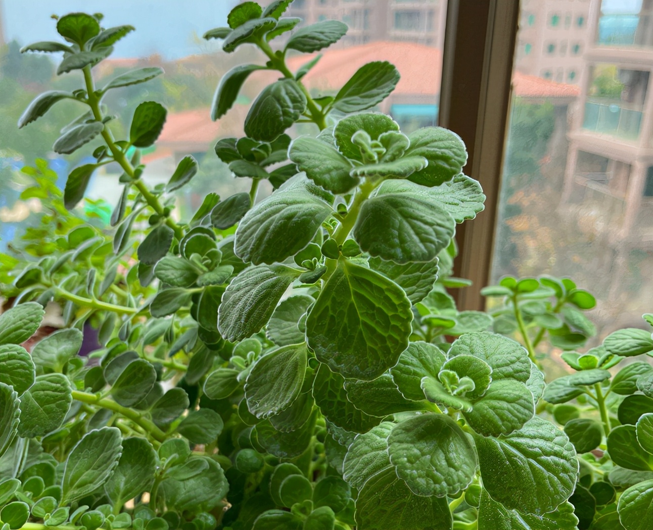 屋里养什么花不招苍蝇,家里养这2种花净化空气带来好运