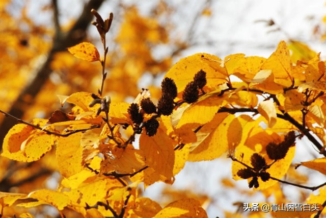 荒山种什么树木经济效益好,荒山种植什么最赚钱