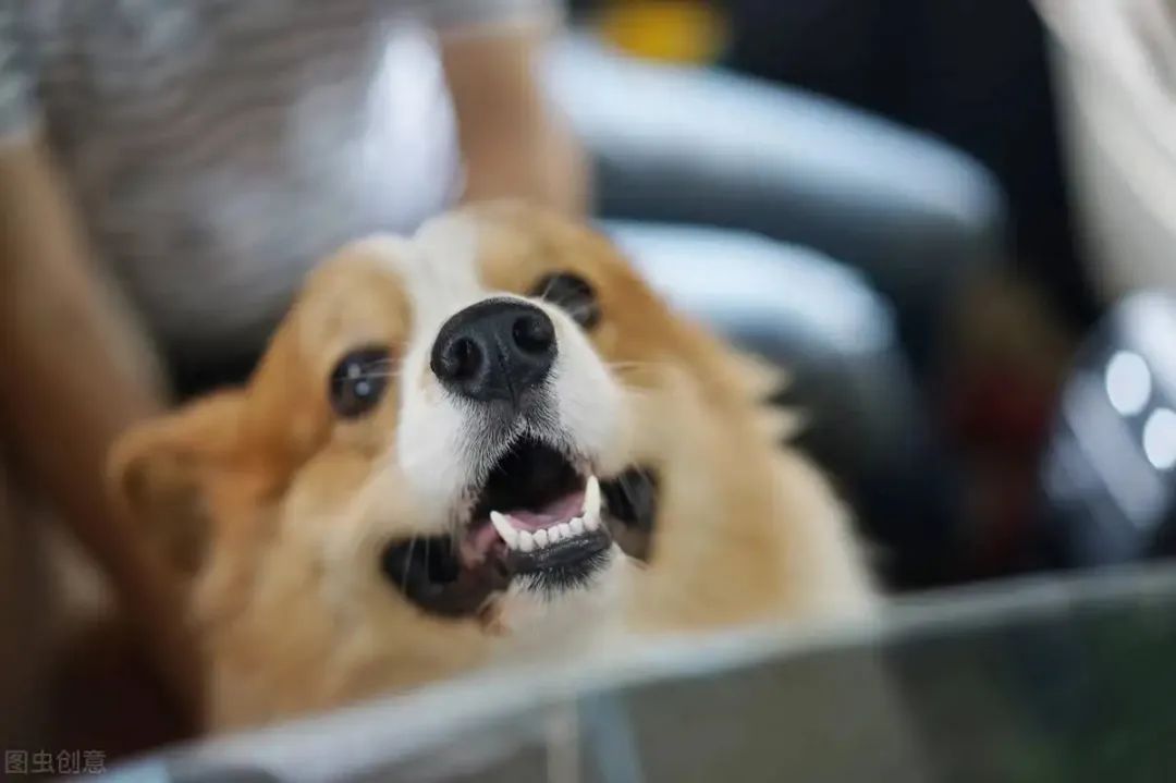 狗狗跑两步就气喘吁吁直接趴下了,狗狗气喘吁吁是什么原因