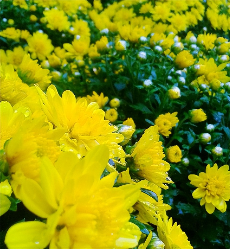 荷兰菊花的养殖方法和注意事项,新扦插的菊花小苗怎么养殖