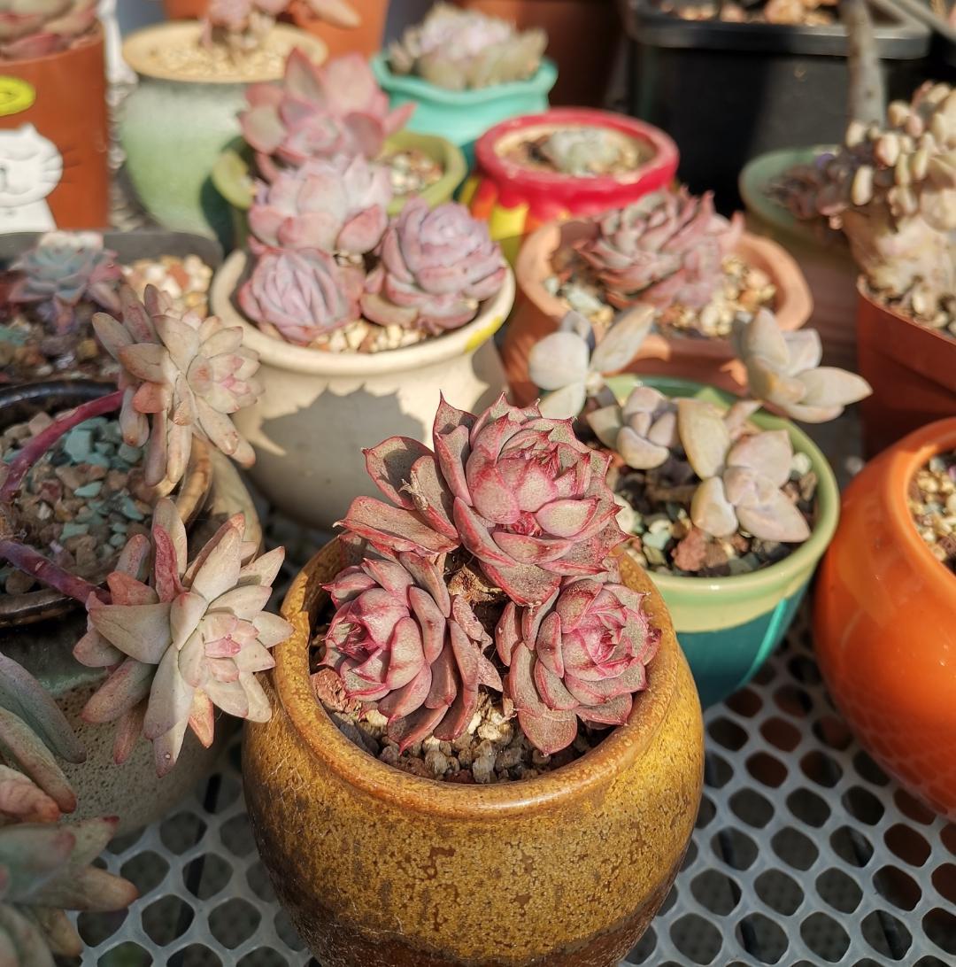 多肉不怕冷的办法,多肉怕冷吗冬天多肉怎么养