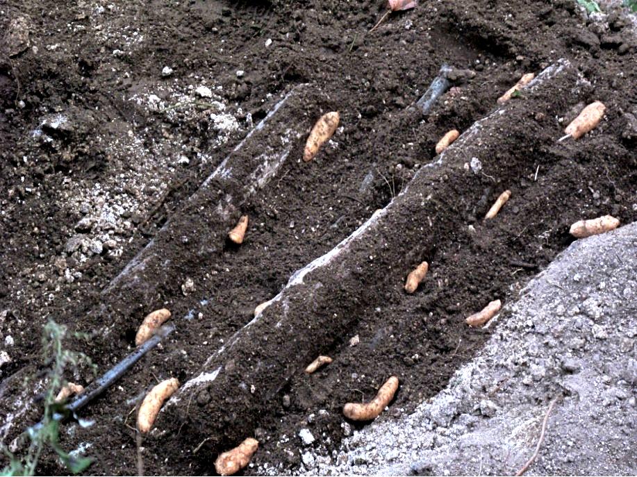 栽培技术是天麻高产稳产的基础,陕南天麻的种植技术