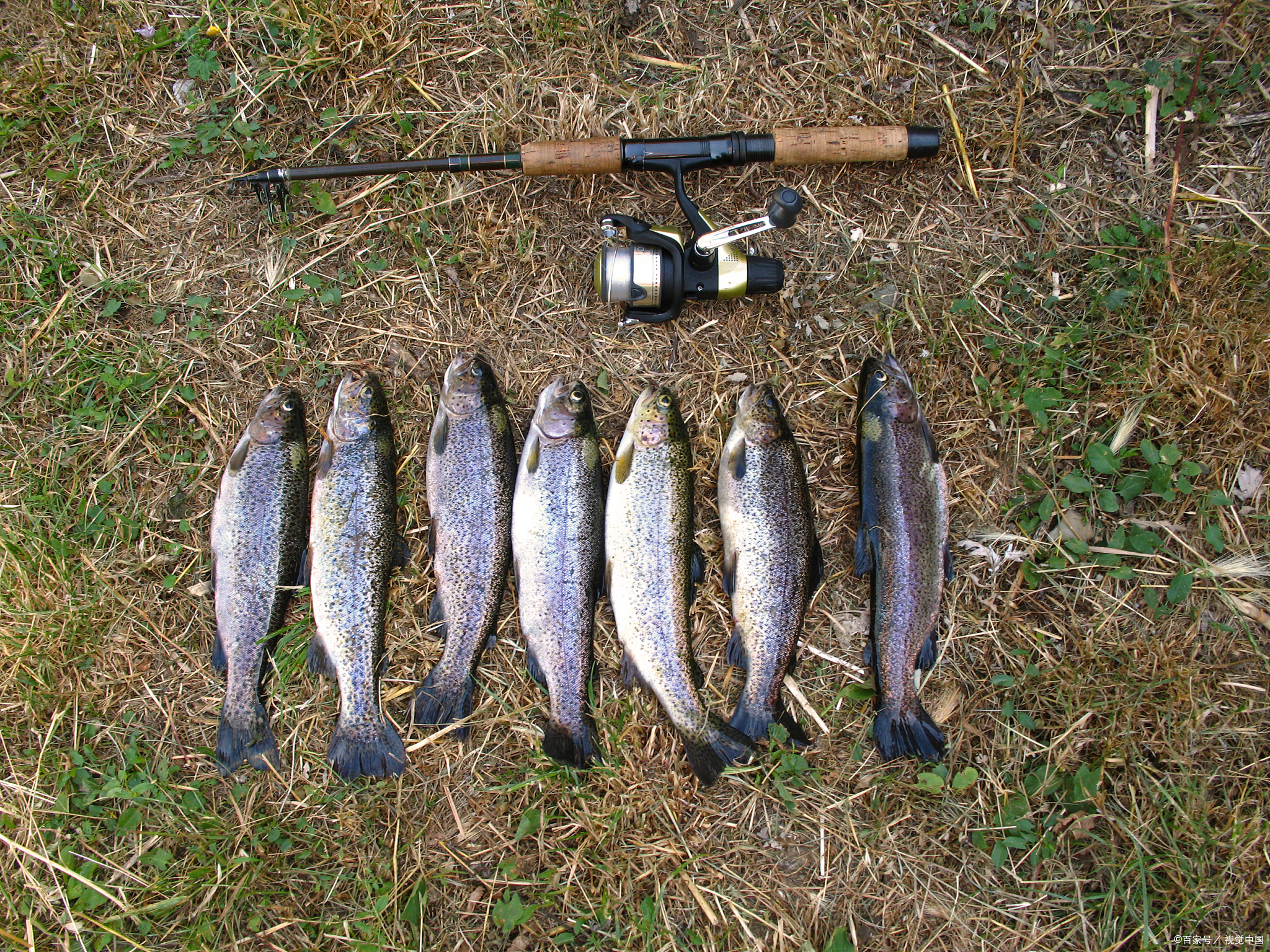 路亚威海鱼竿,威海海钓路亚鱼竿推荐