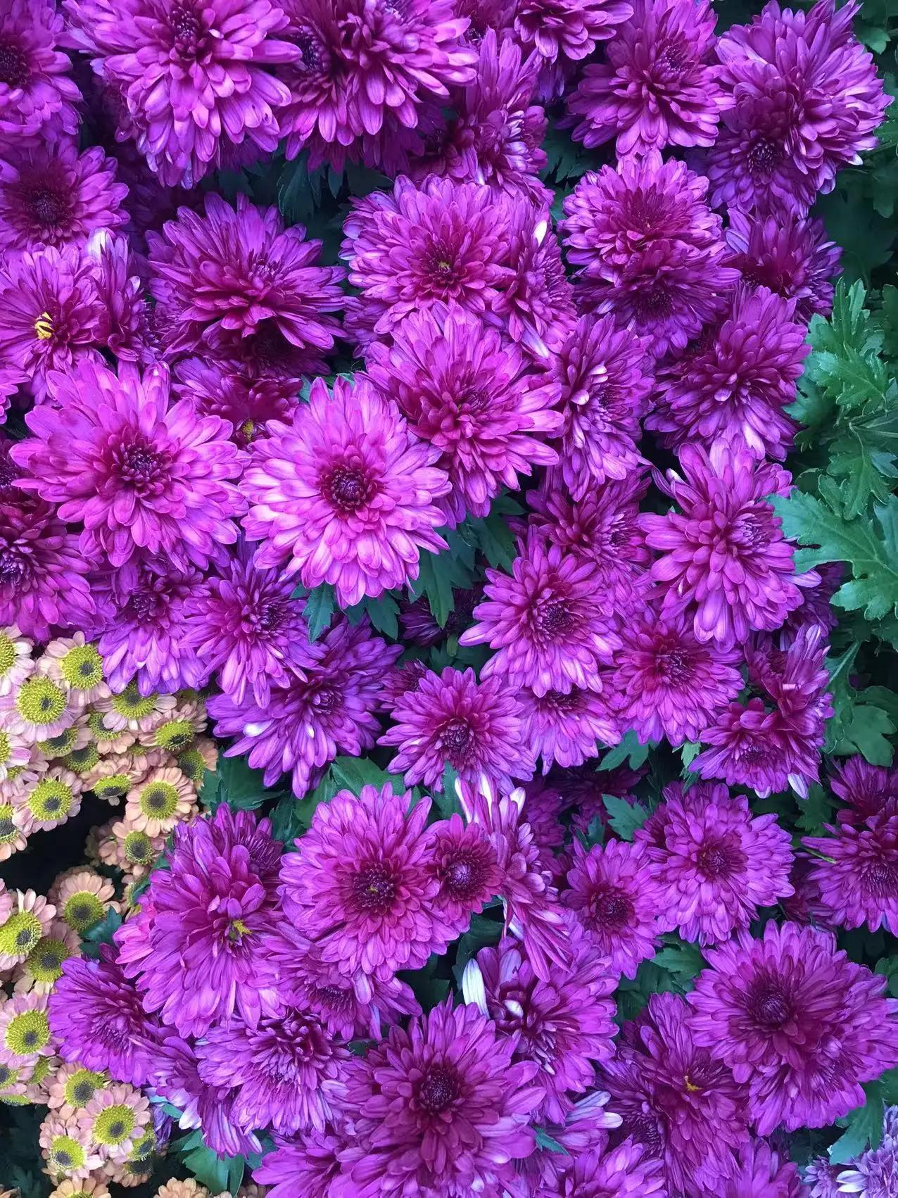 深圳东湖公园赏菊门票,观赏菊花深圳东湖公园