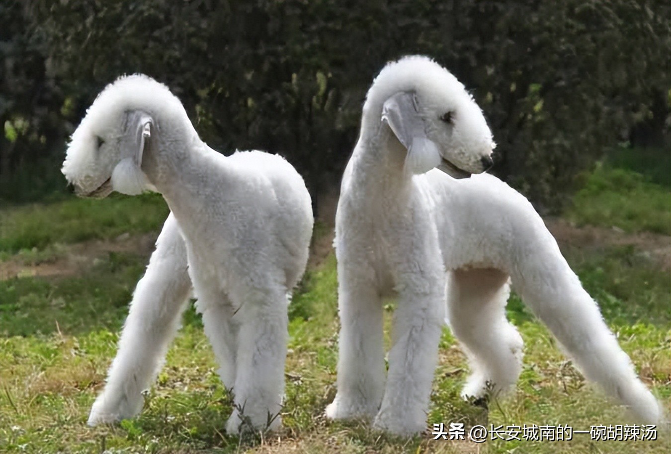 世界名犬大赛全程视频,西藏有哪些世界名犬