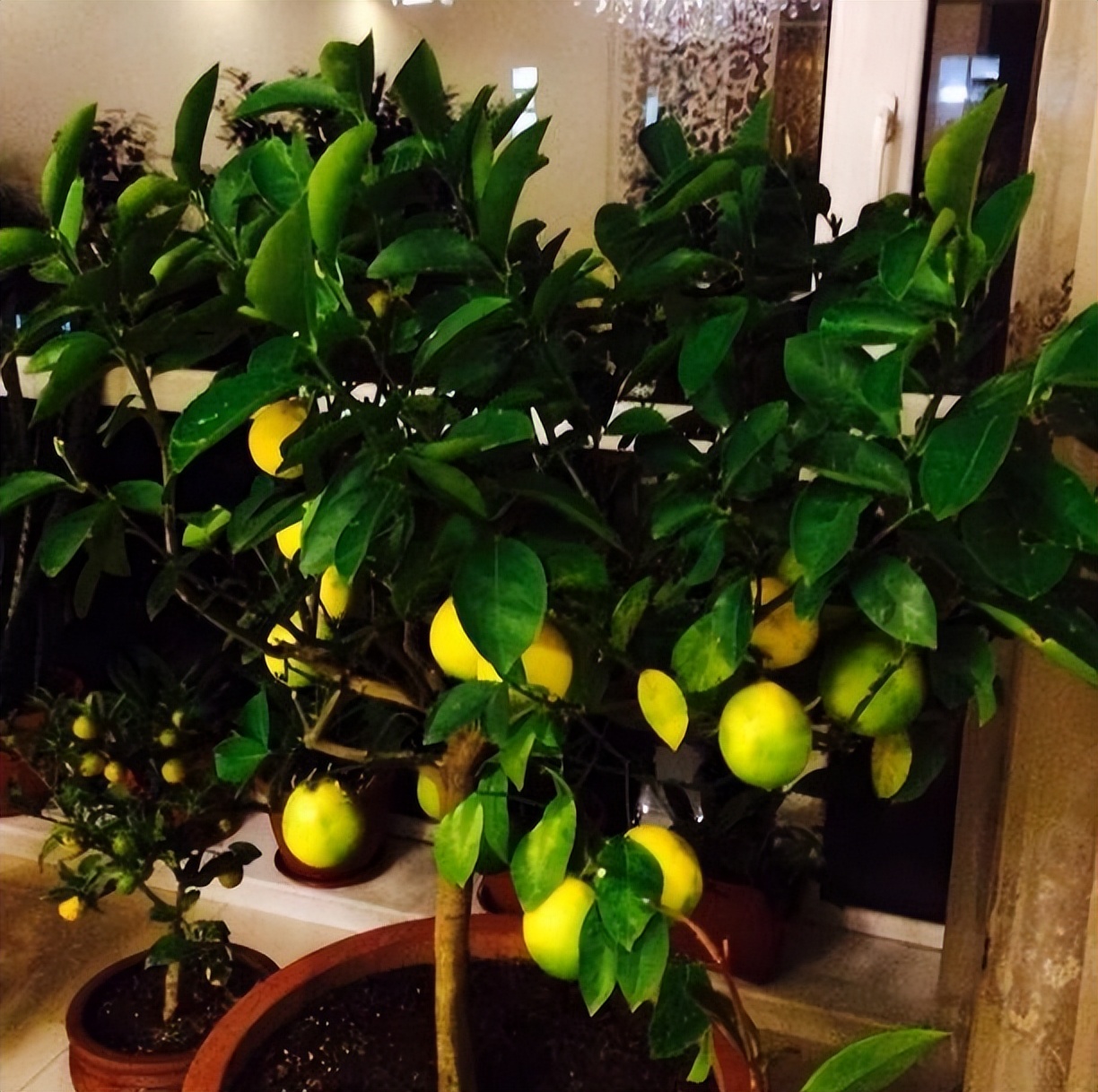 家里养这2种花净化空气带来好运,什么植物去除甲醛还好养大盆