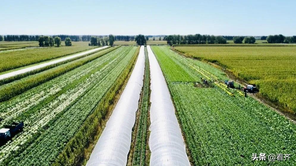 齐齐哈尔市梅里斯区最新消息,齐齐哈尔梅里斯区最新消息