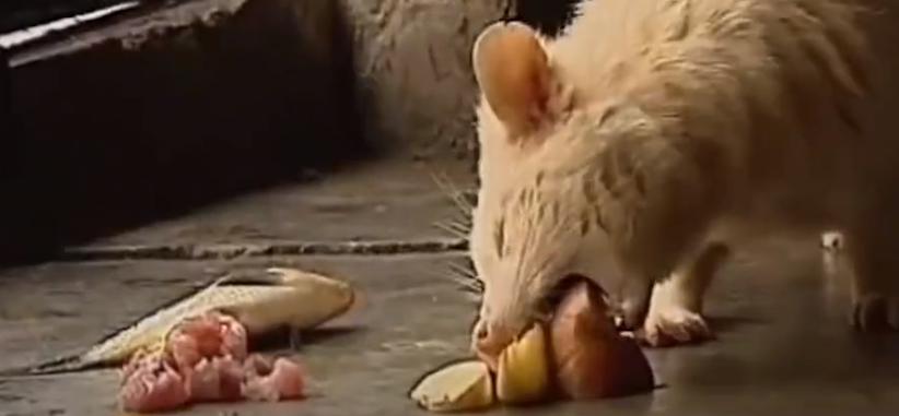 江西老农活捉神秘物种六不像,江西宜春老农上山捉到六不像