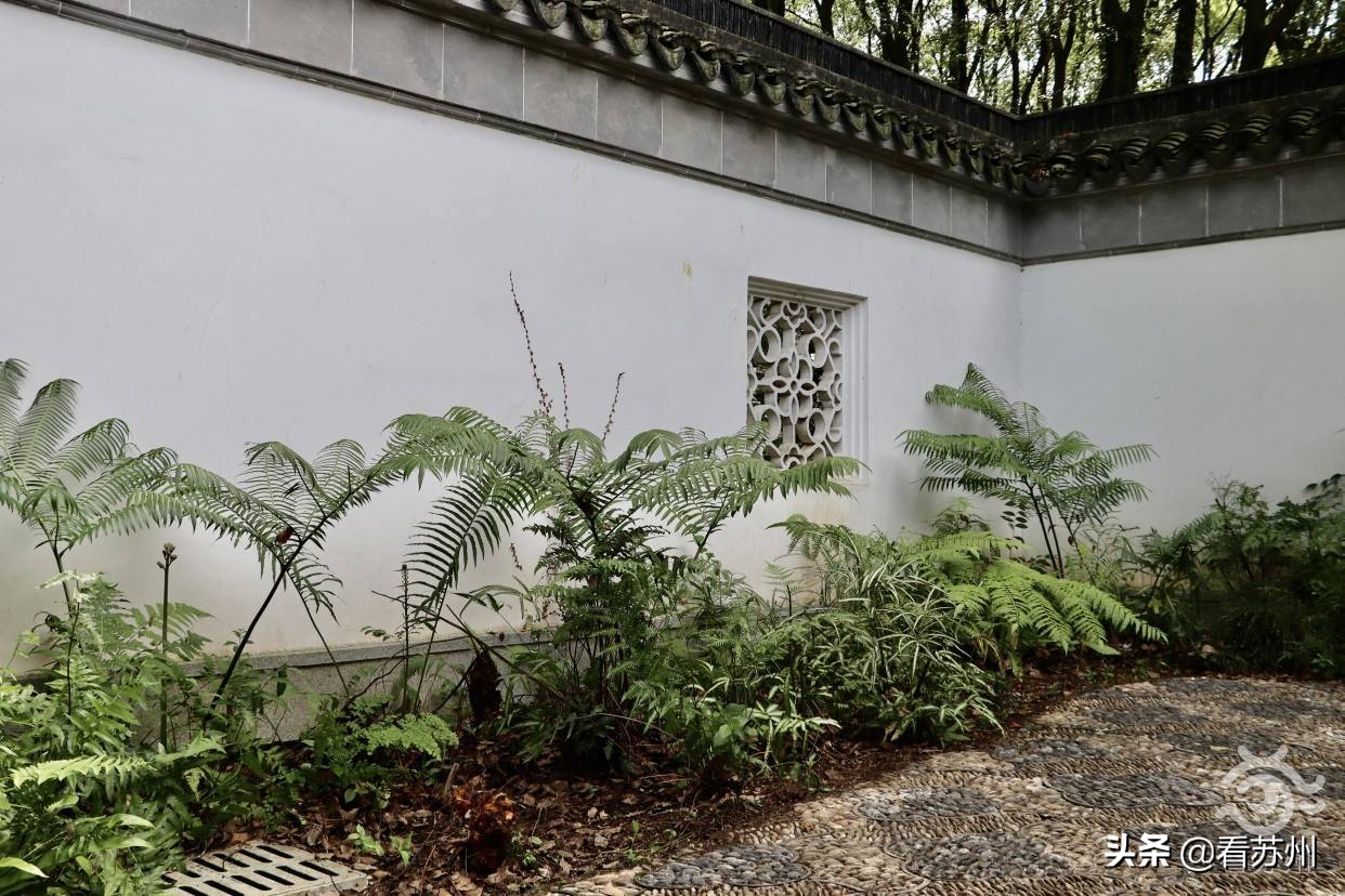 珍稀植物金毛狗蕨,国家一级保护植物金毛狗蕨