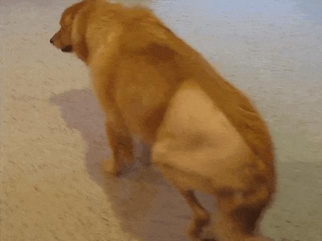 狗狗呕吐的五大原因和三步疗法,狗狗呕吐最佳用药