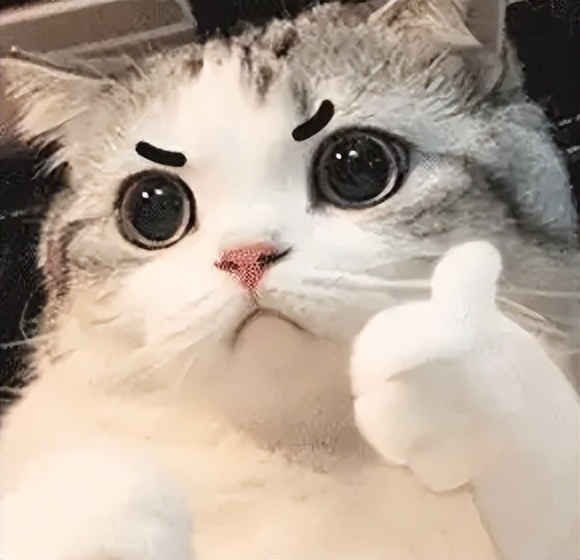 Gucci宠物单品曝光,捡屎包亮了