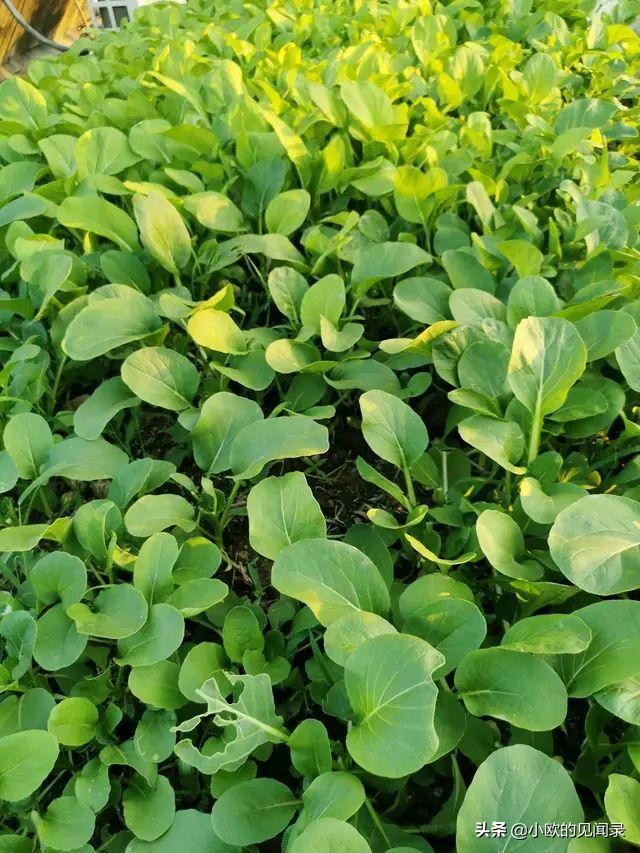 深圳打工500块钱租房子一个月,深圳打工租的2000元的房子