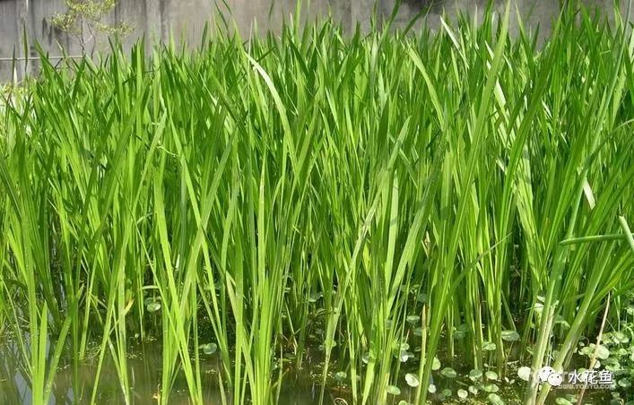 12种水产病害防治,你对水产动物病害的初步认识