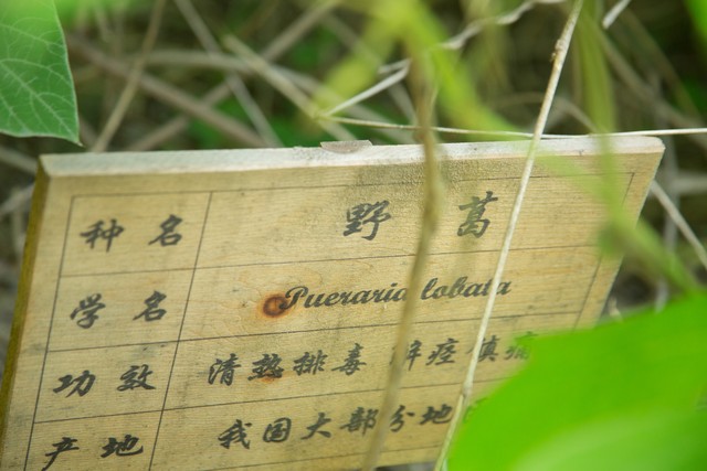 野葛是什么植物的根,野葛是什么植物