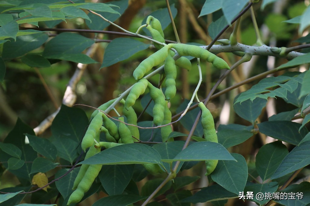 这种蓝色水果被称猫儿屎，国外人叫蓝色香肠果，原产于我国云贵川
