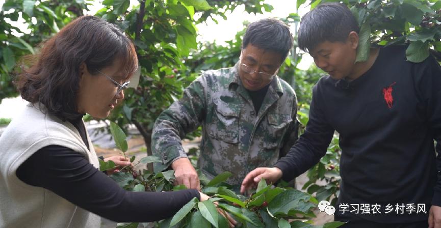 大棚樱桃还有发展趋势吗,大棚樱桃错时上市反季节