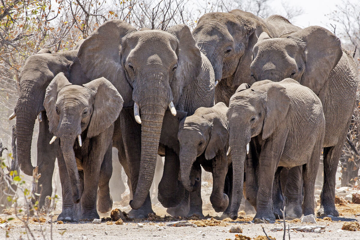 大象体型有多大,大象的真实体型