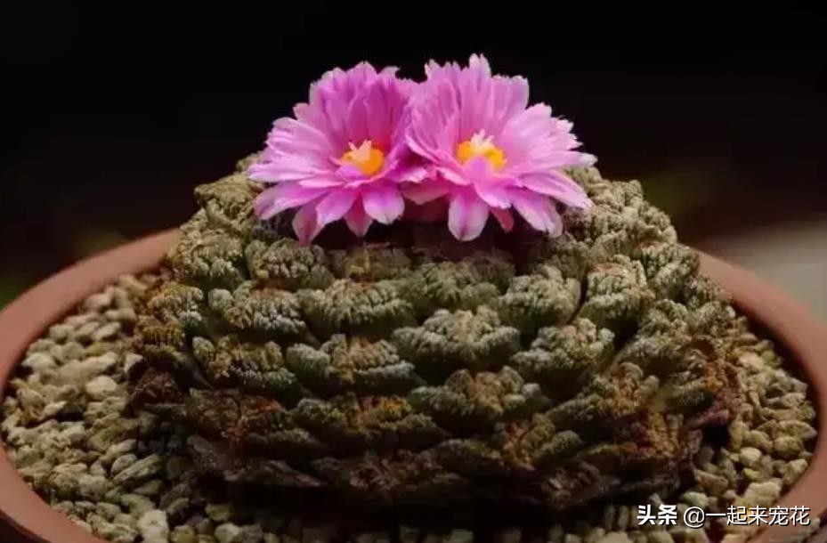 公认好养的4种多肉植物,多肉的潜力股有哪些