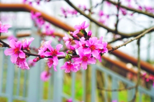 花开贵阳景如画,贵阳漫山遍野都是花的地方