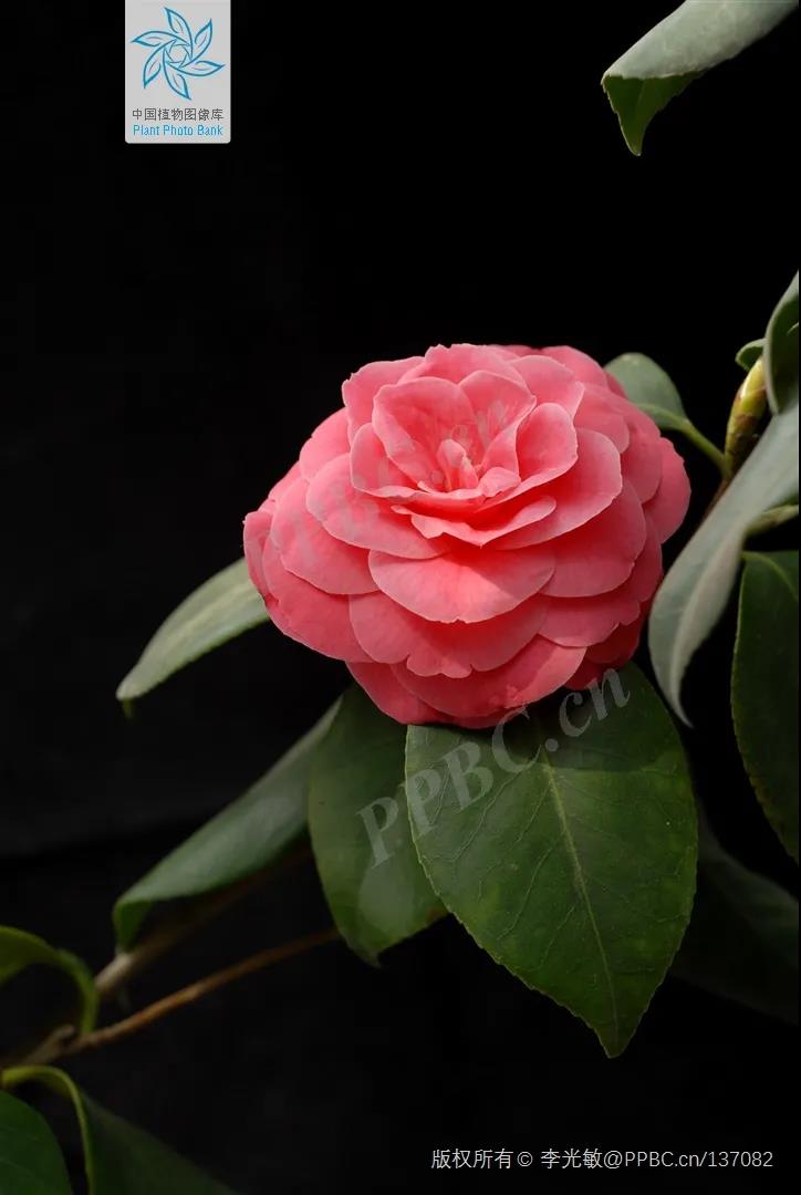 林草科普宣传视频,林草科普视频