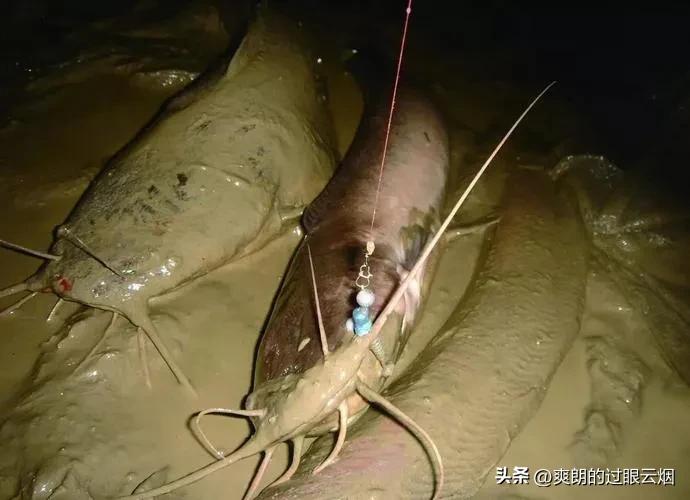 鲶鱼是世界上最脏的鱼,中国十大最脏鱼是什么鱼