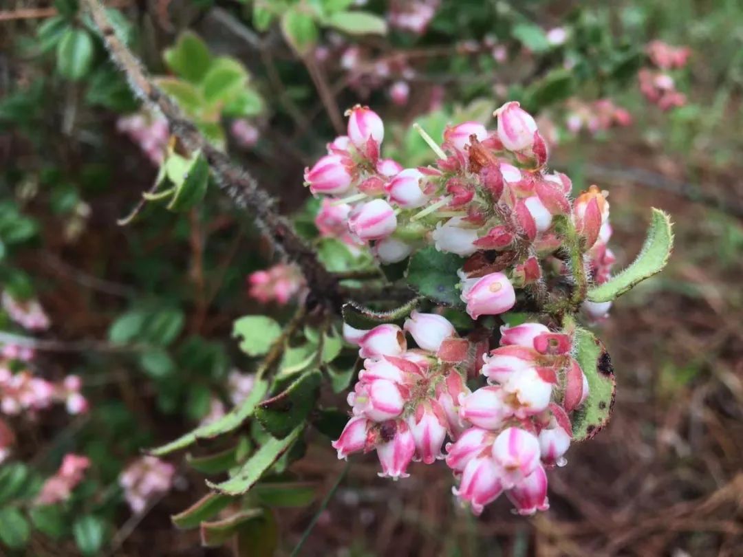 南烛，白天不懂夜的黑，饭的黑你可能也不懂｜花名册No.00174