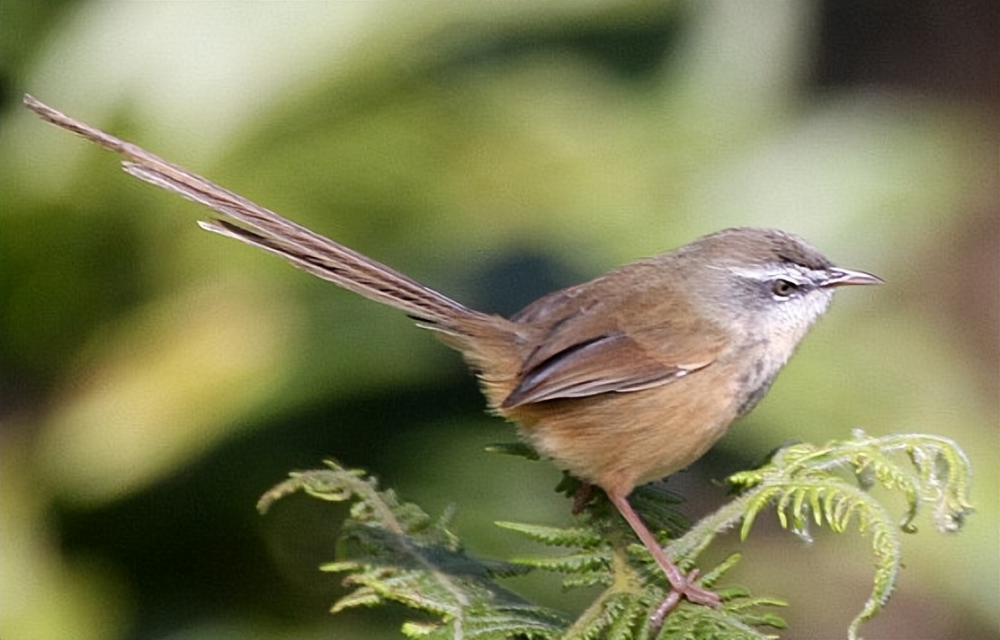 鸟儿大全高清图,高清珍稀鸟动态图片大全