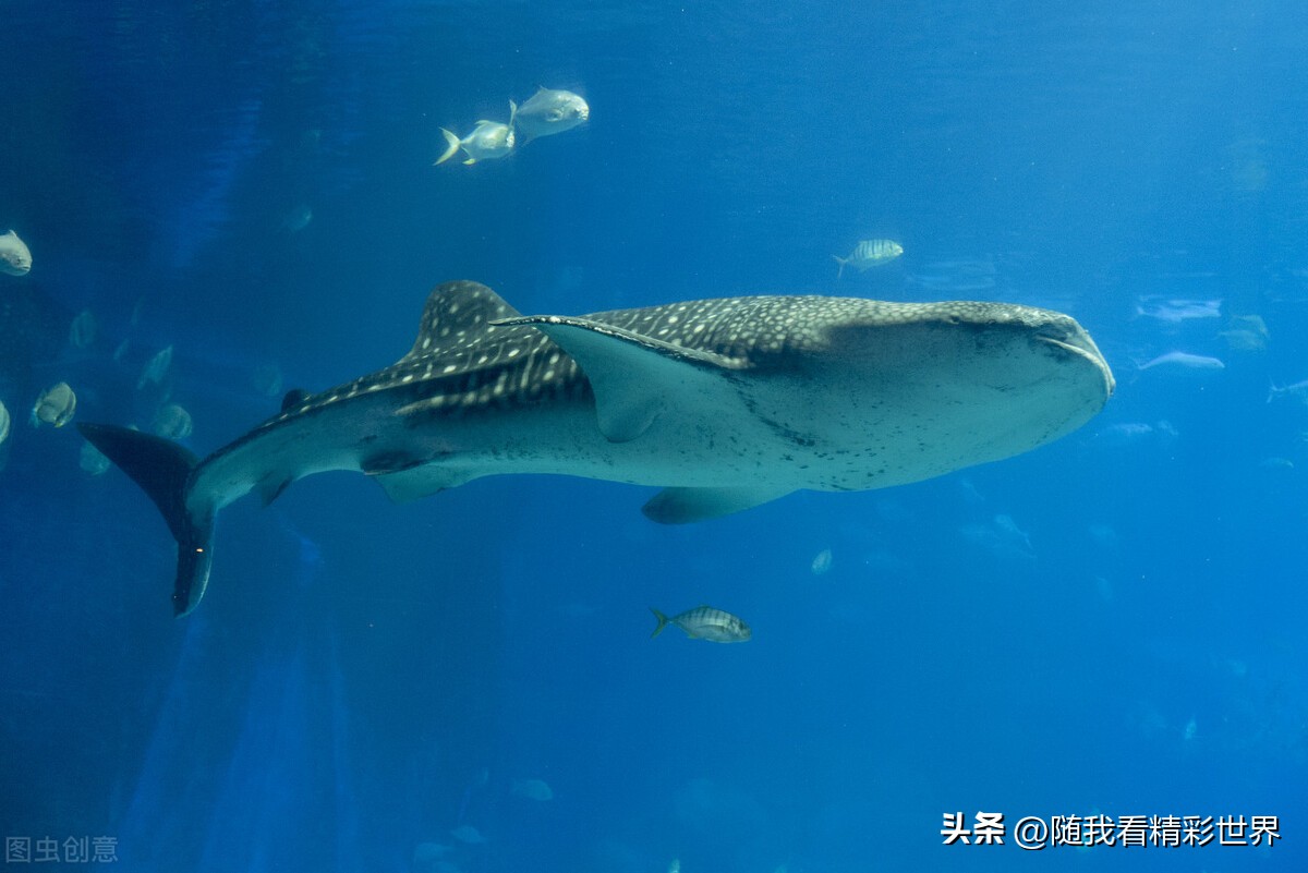 来辽宁必打卡的八处景点——大连篇（含门票交通表演信息）