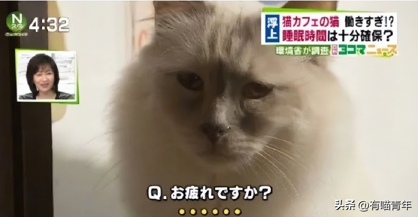 非洲雄狮打群架,俄罗斯战斗民族跟狮子打架