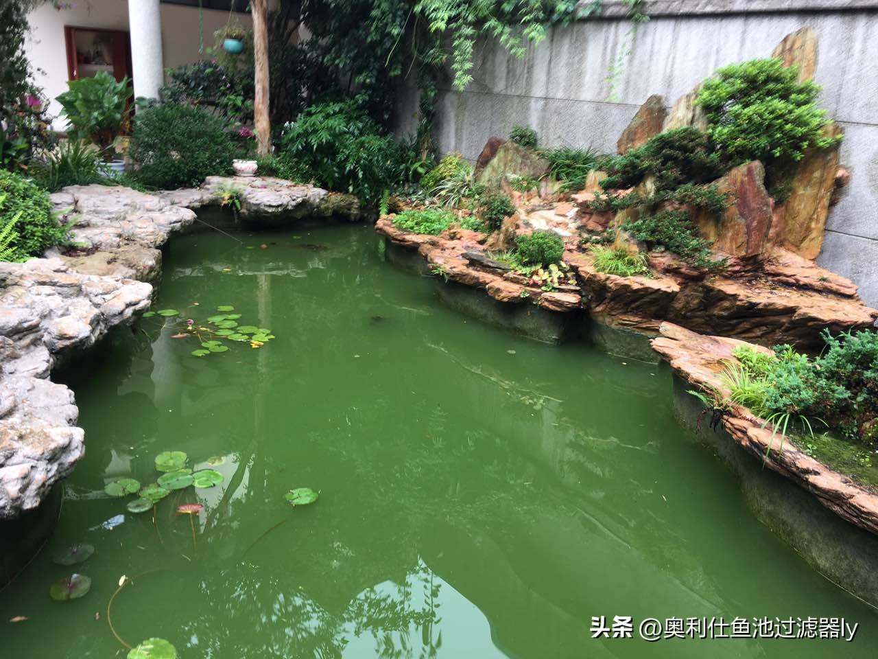 锦鲤鱼池里绿藻怎么清除,室外锦鲤鱼池养什么可以去除绿藻