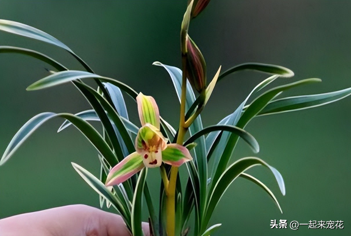 卧室阳台放什么颜色的兰花好看,兰花家养北阳台还是南阳台好