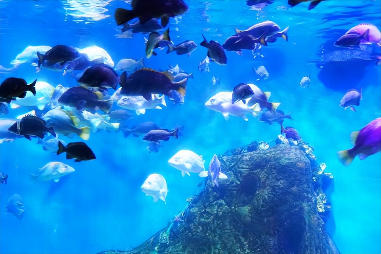 青岛夏日旅行,青岛之旅享受夏日与海风