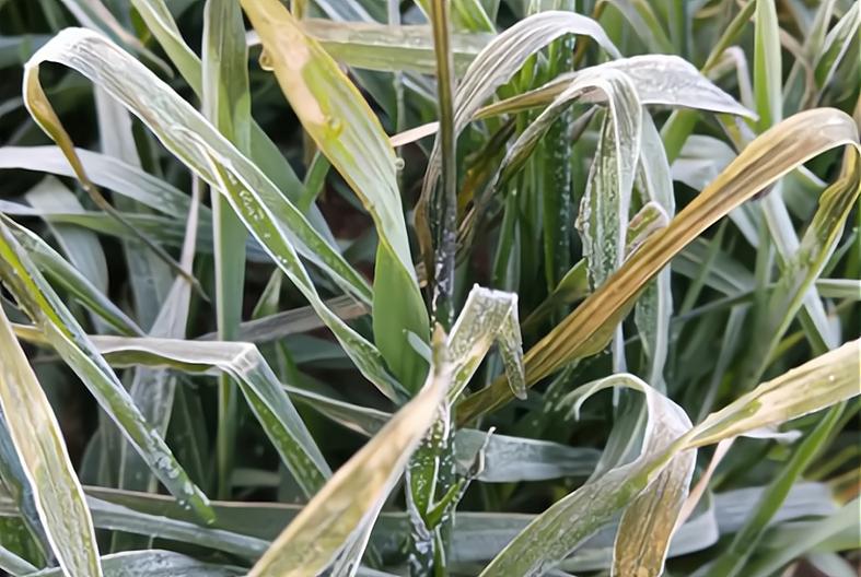 双春遇上闰二月什么意思,双春遇到闰二月是啥意思