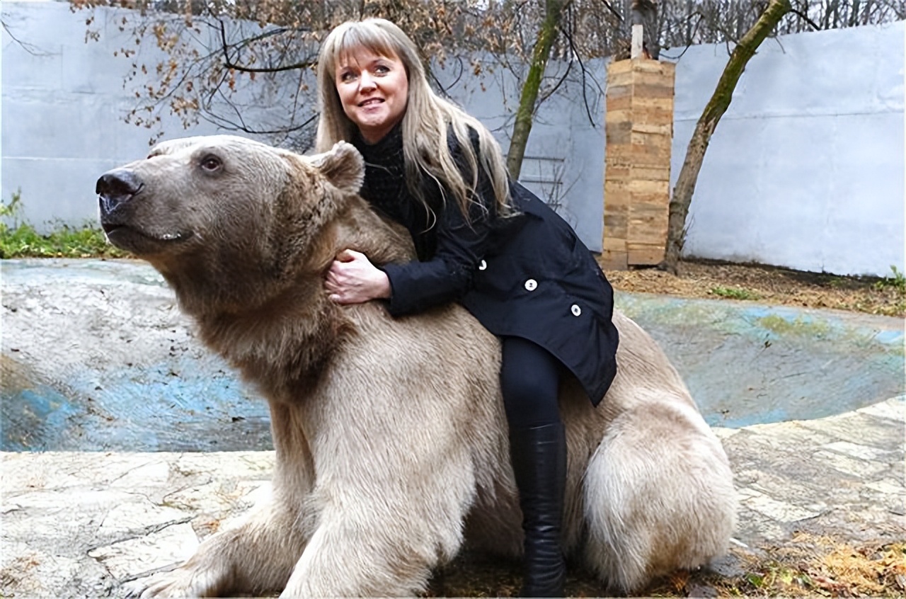 内蒙古棕熊受伤视频,棕熊为什么会被袭击