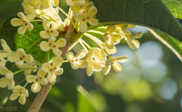 清可绝尘,清可绝尘浓能远溢什么意思