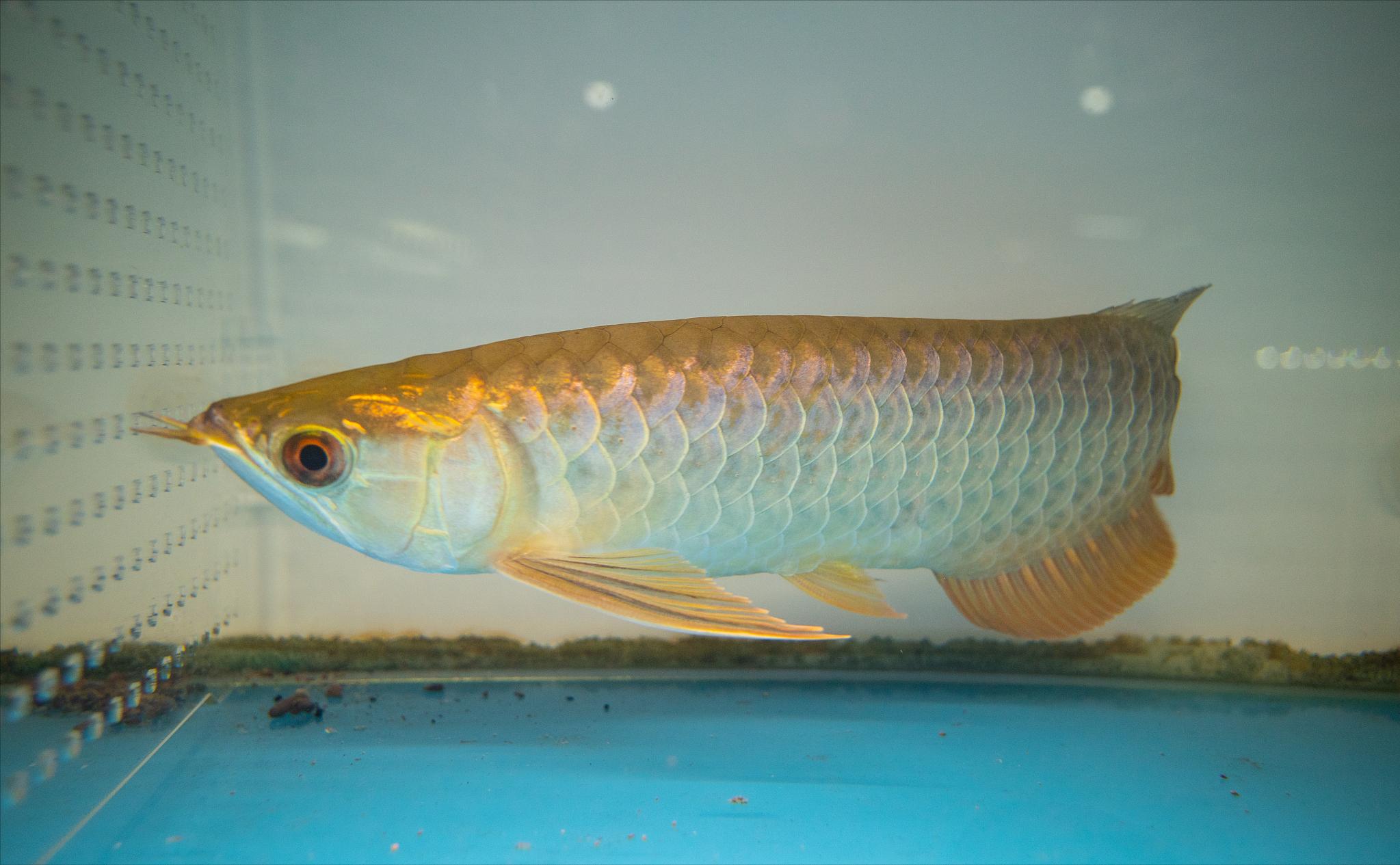 龙鱼尾巴有白点怎么回事呢,龙鱼尾巴上有白疙瘩是什么