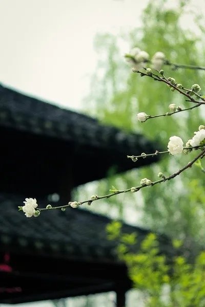 初春最美的十首诗词,春日美景最经典诗词