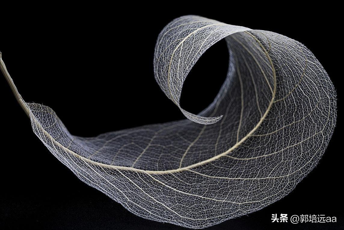 一小伙卖树叶一天挣12000,贵州女子巧用树叶赚大钱