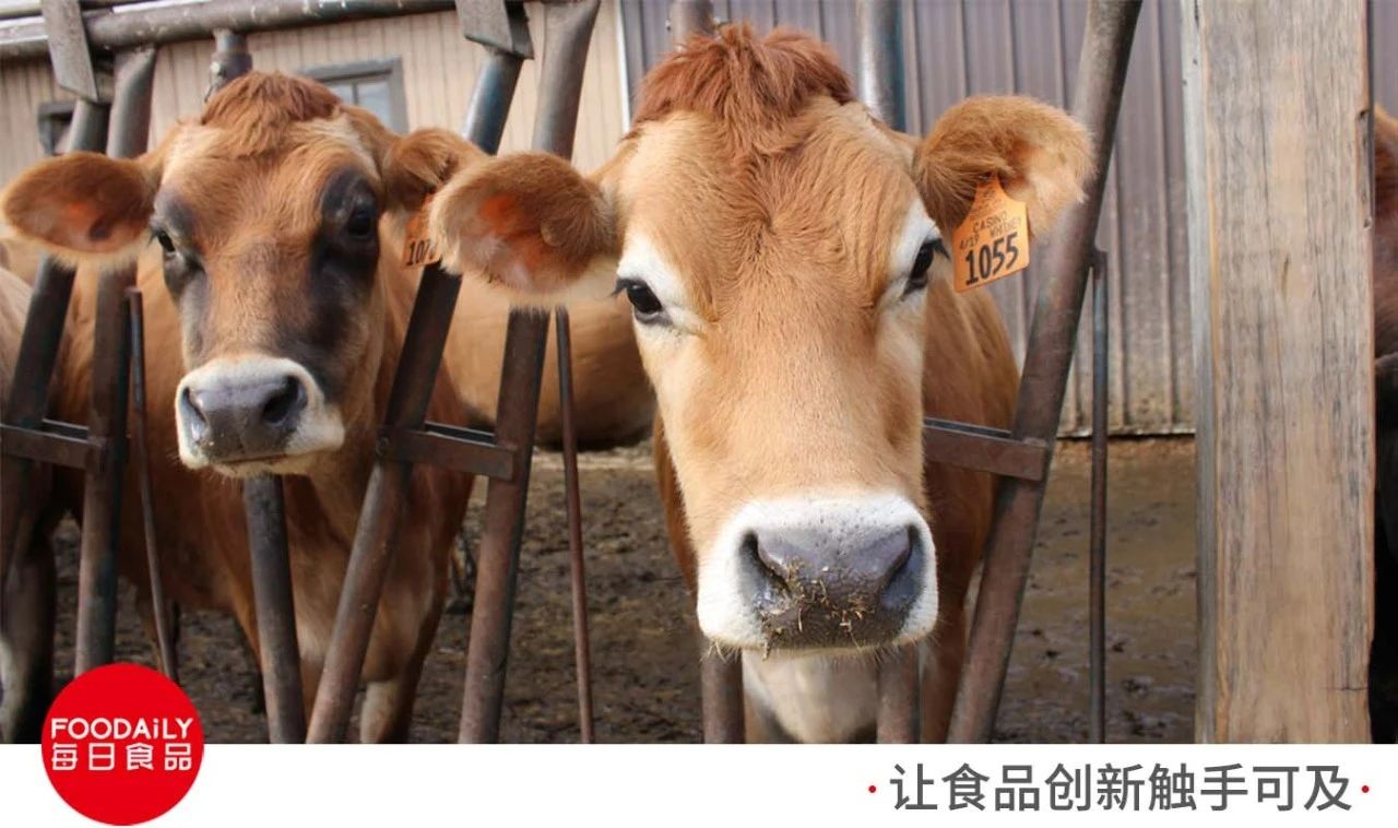 拼牛种、拼营养、拼口感,“小而美”的娟姗奶,大大的想象空间?