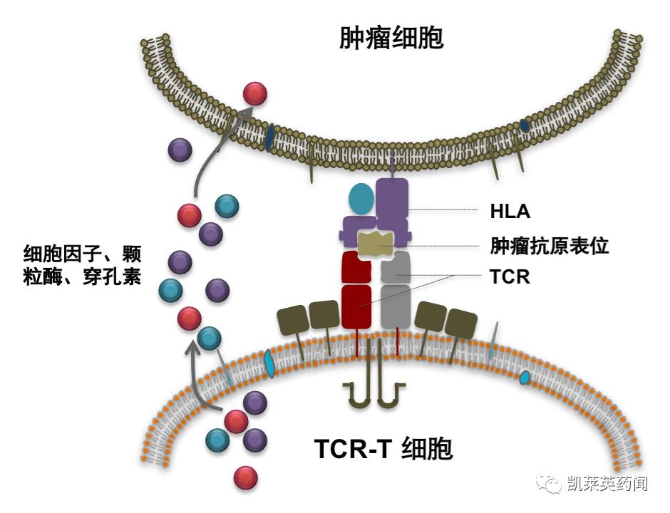 TCR创新药：不止是TCR-T、还有TCR蛋白药