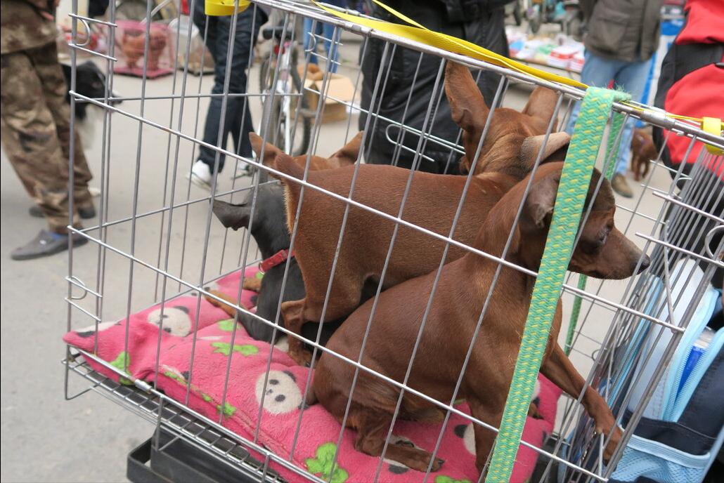 推荐几种狗不贵又好上手养就对了,建议穷人养的10种小巧便宜狗