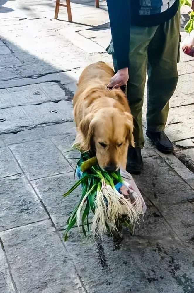 大型犬真的让人很有安全感,建议女生养的大型犬有安全感