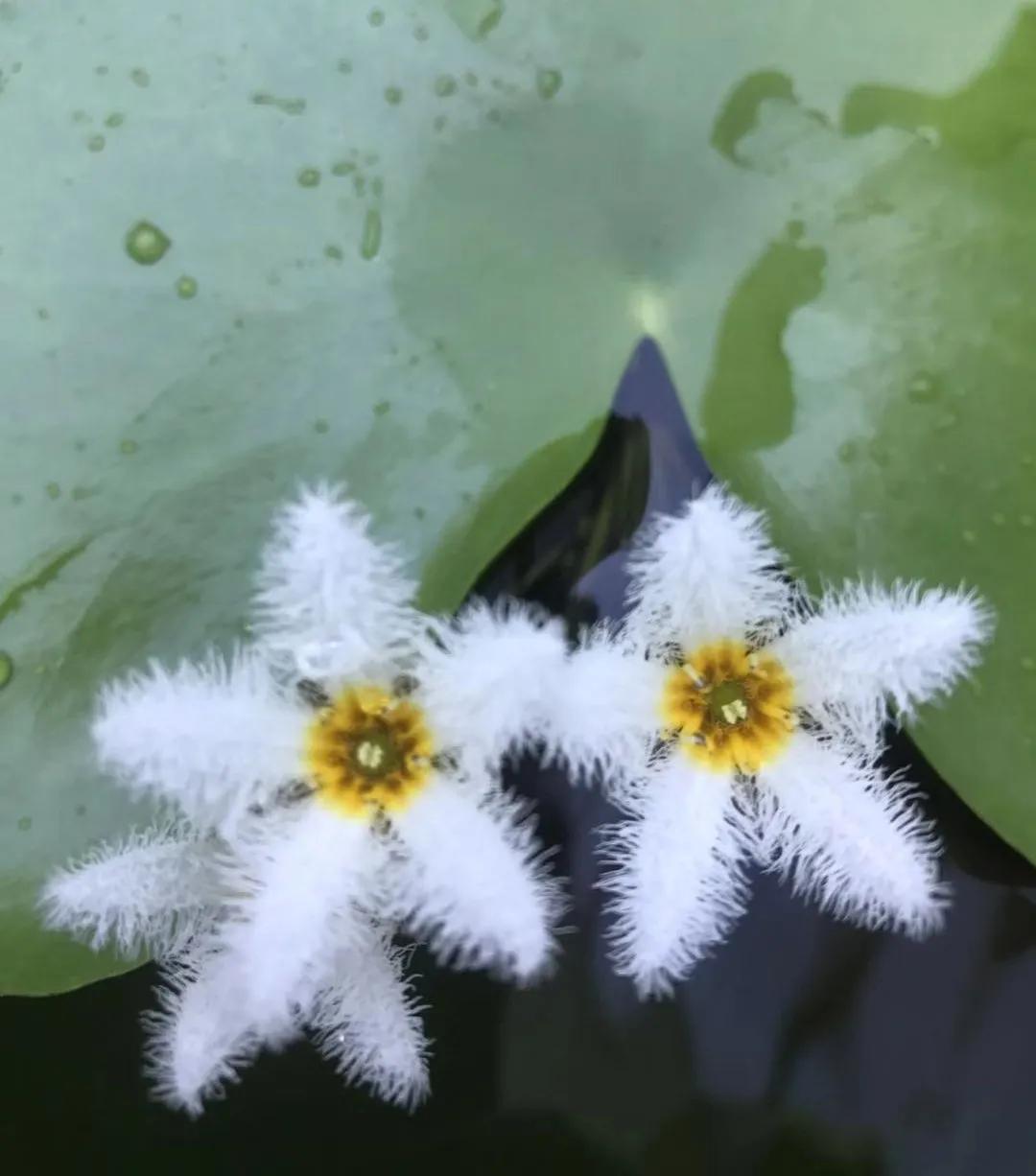 适合新手家养的花卉,适合懒人和养花新人练手的绿植