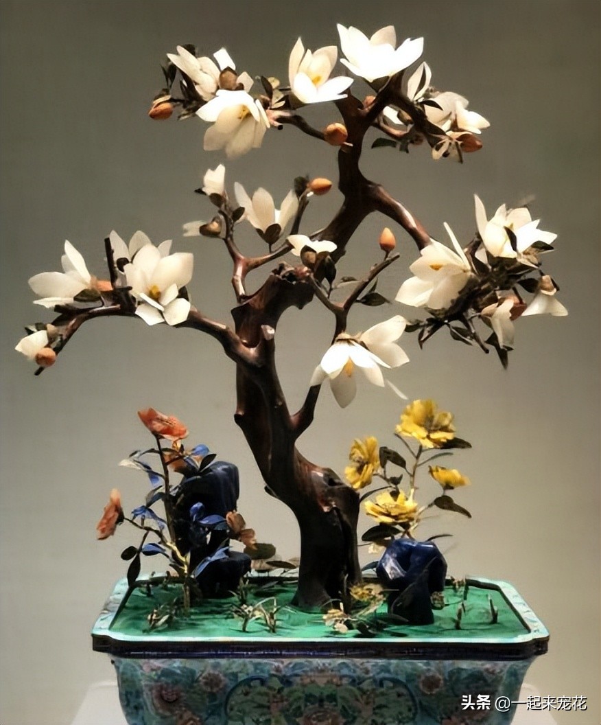 寓意好的盆栽花推荐,十大盆栽名贵花树